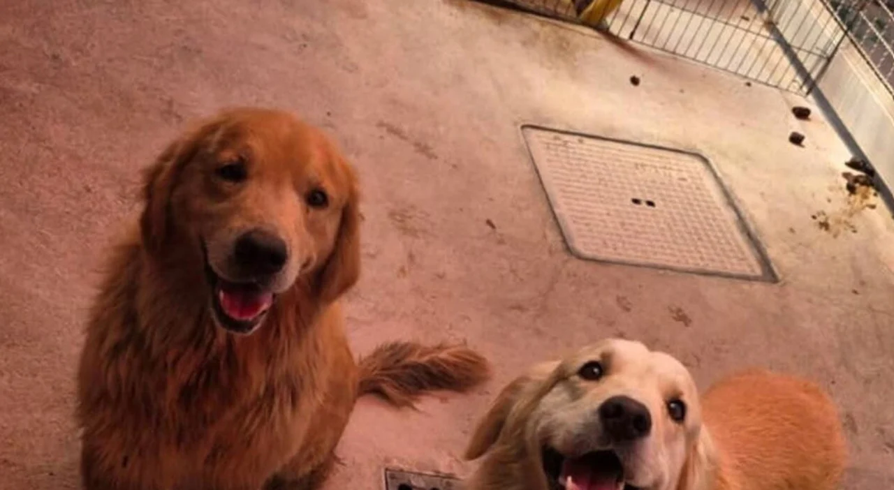 2 Golden Retriever di 7 anni gettati in un fosso autostradale: salvati e adottati a Nocera Inferiore