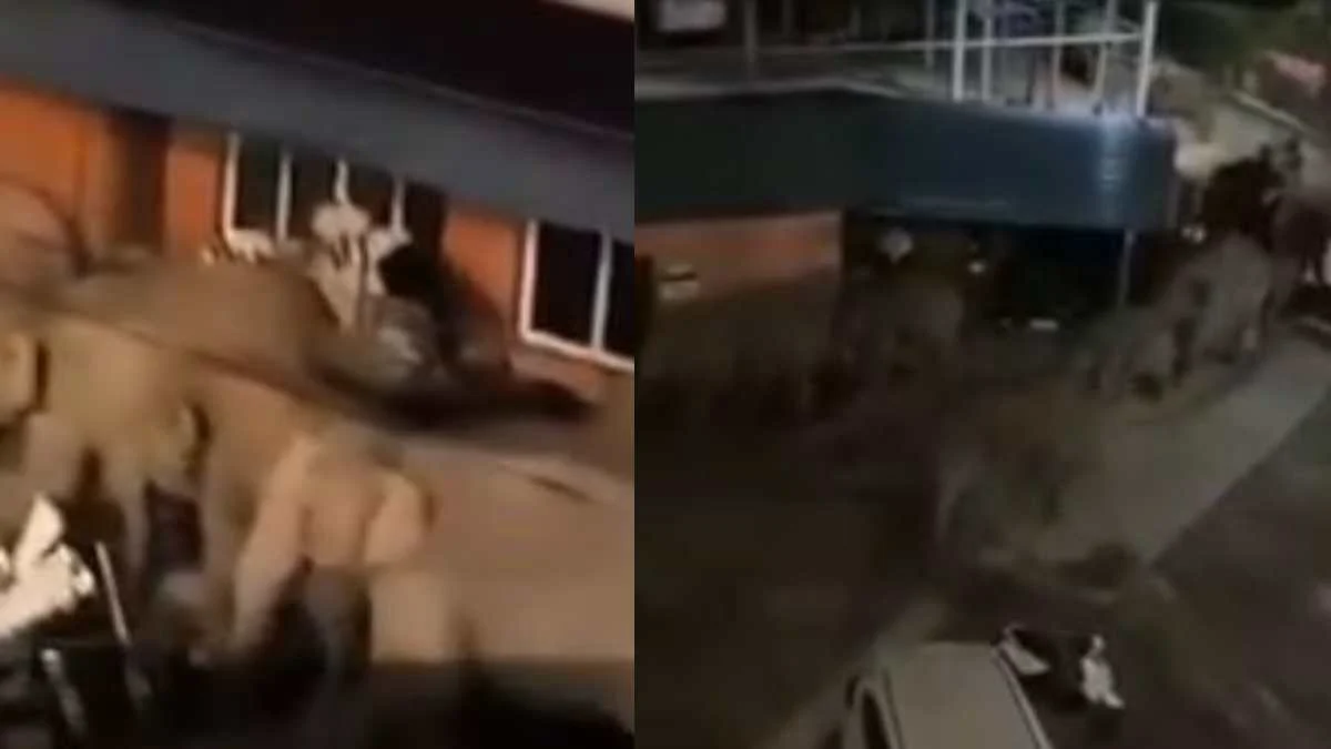 50 elefanti selvatici attraversano un villaggio nella notte: evento record dopo 20 anni
