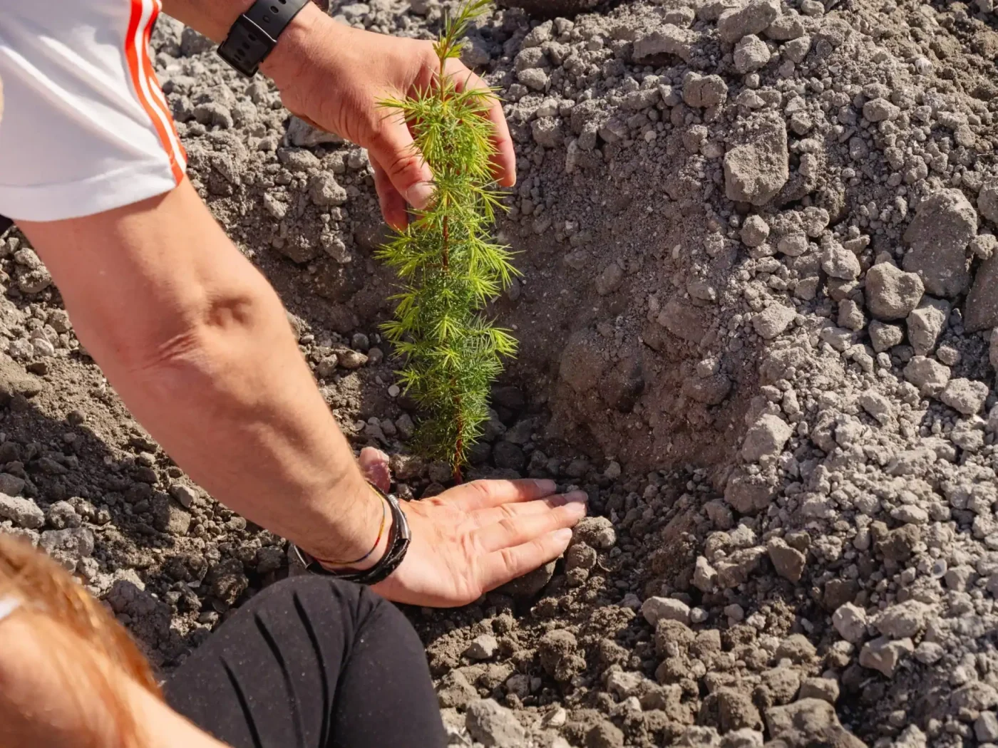 Alberi ad alto fusto in una foresta gestita