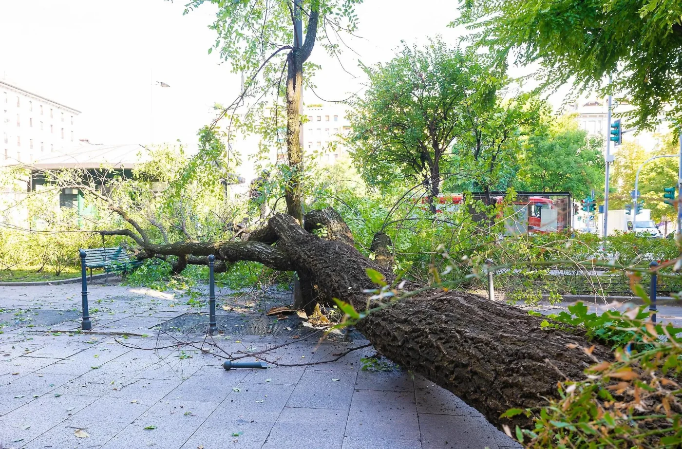 Albero caduto in piazza Risorgimento a Milano: tre feriti lievi e nessuno in pericolo di vita