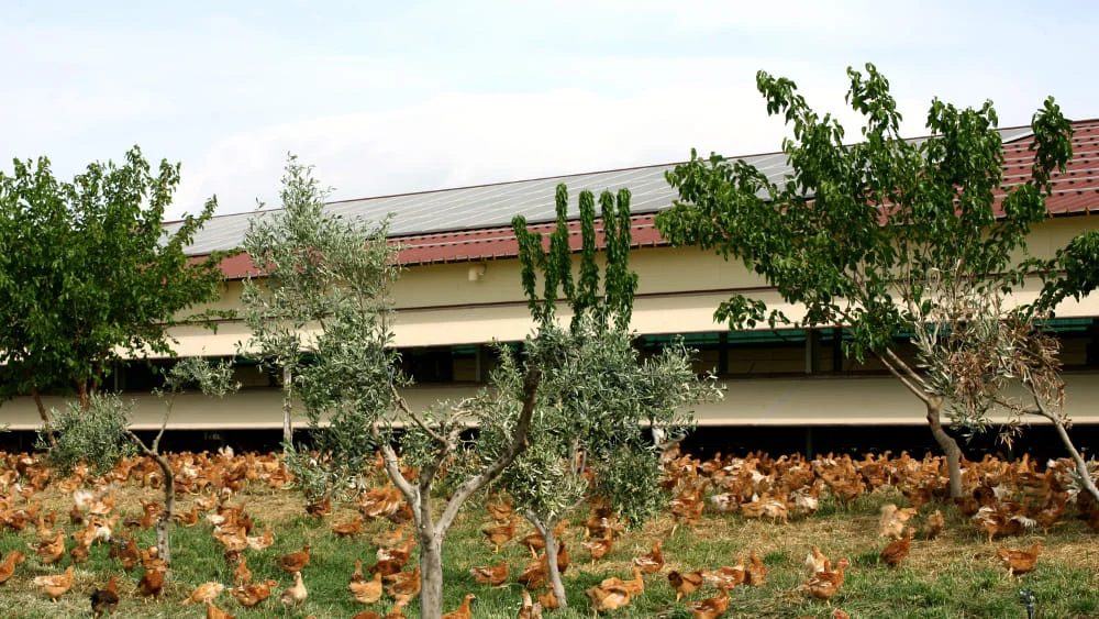Amadori festeggia 25 anni de Il Campese a Foggia: la prima filiera del pollo all'aperto fa il punto sui dati Ambrosetti