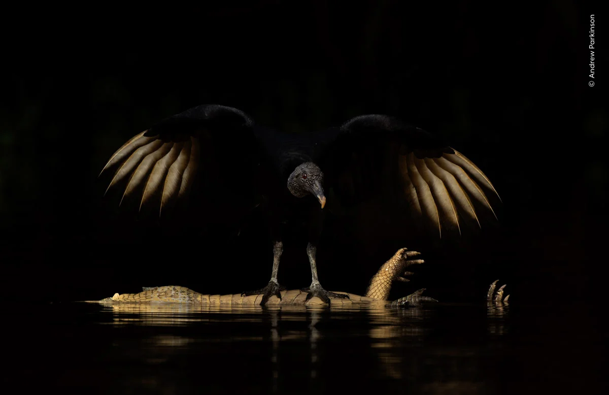 © Andrew Parkinson. Menzione d