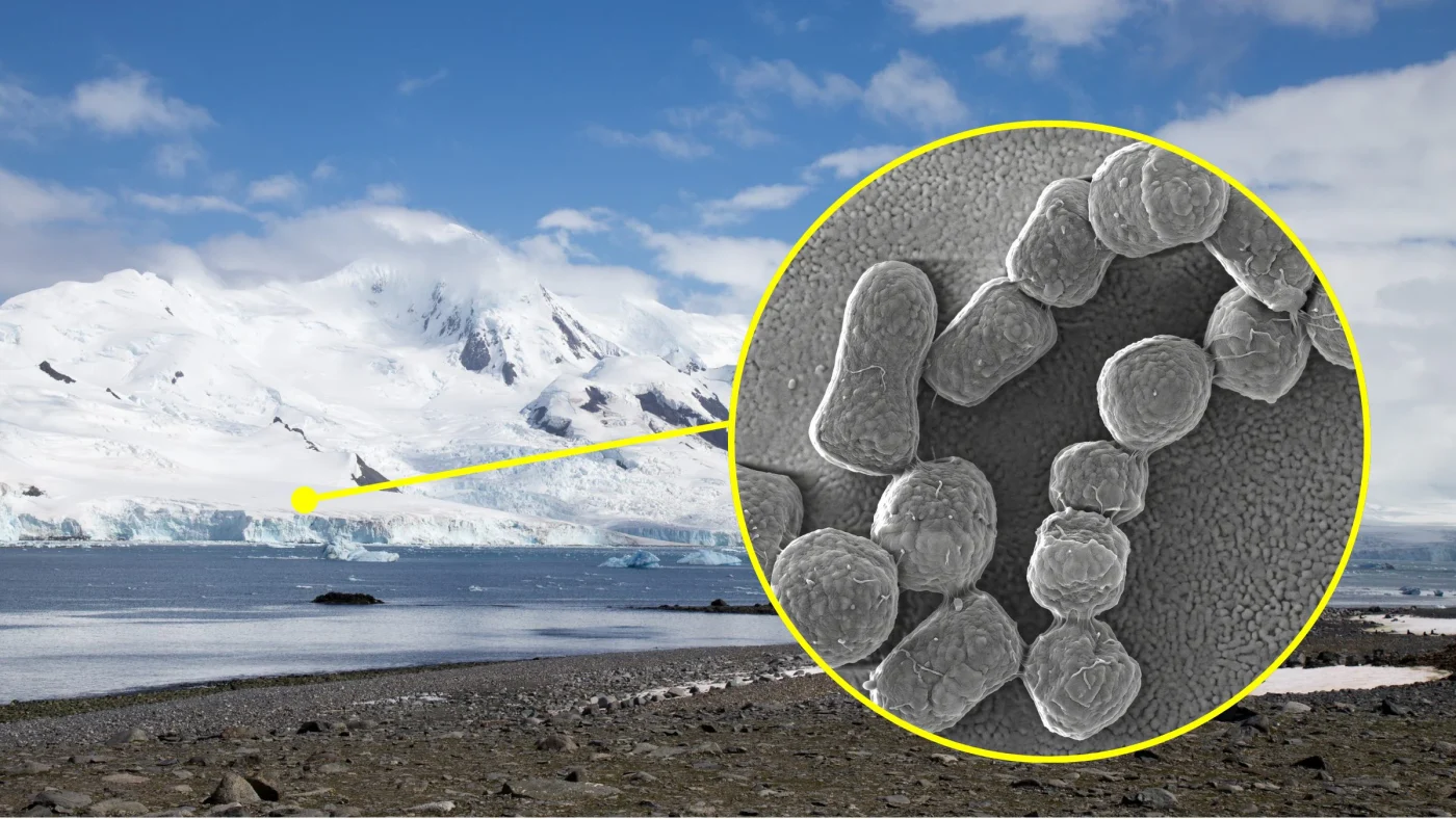 Antartide, il 90% dei batteri del suolo analizzati è unico al mondo: lo studio su PNAS