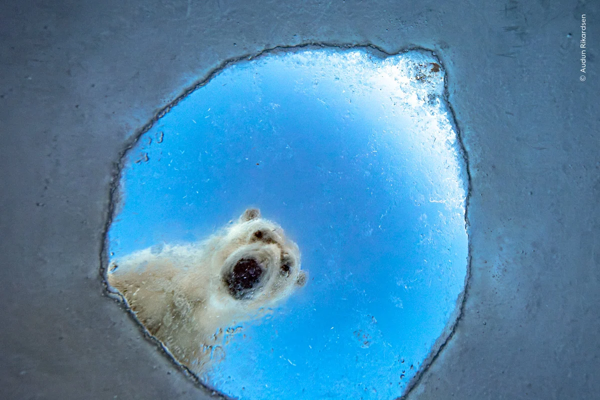 © Audun Rikardsen. Menzione d