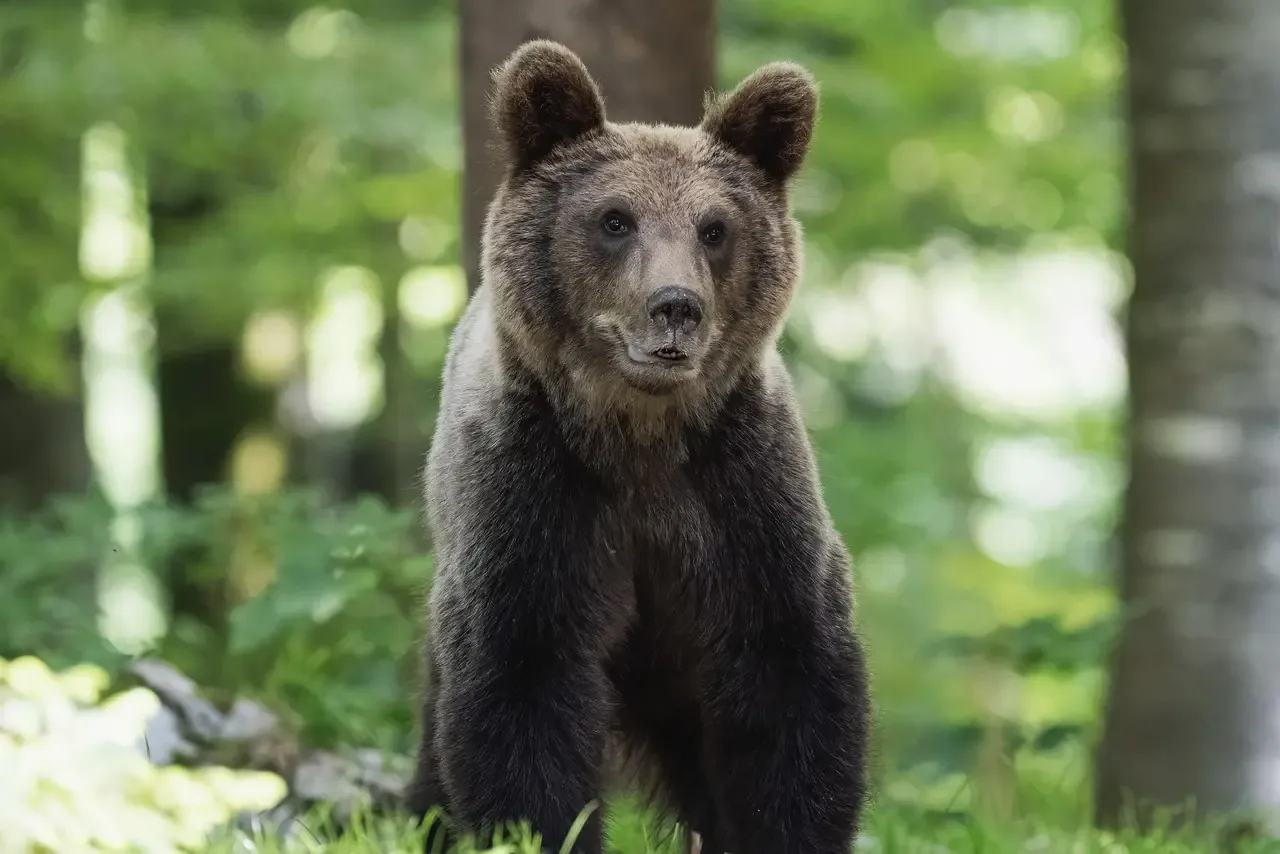 Aumentano gli attacchi degli orsi in Giappone