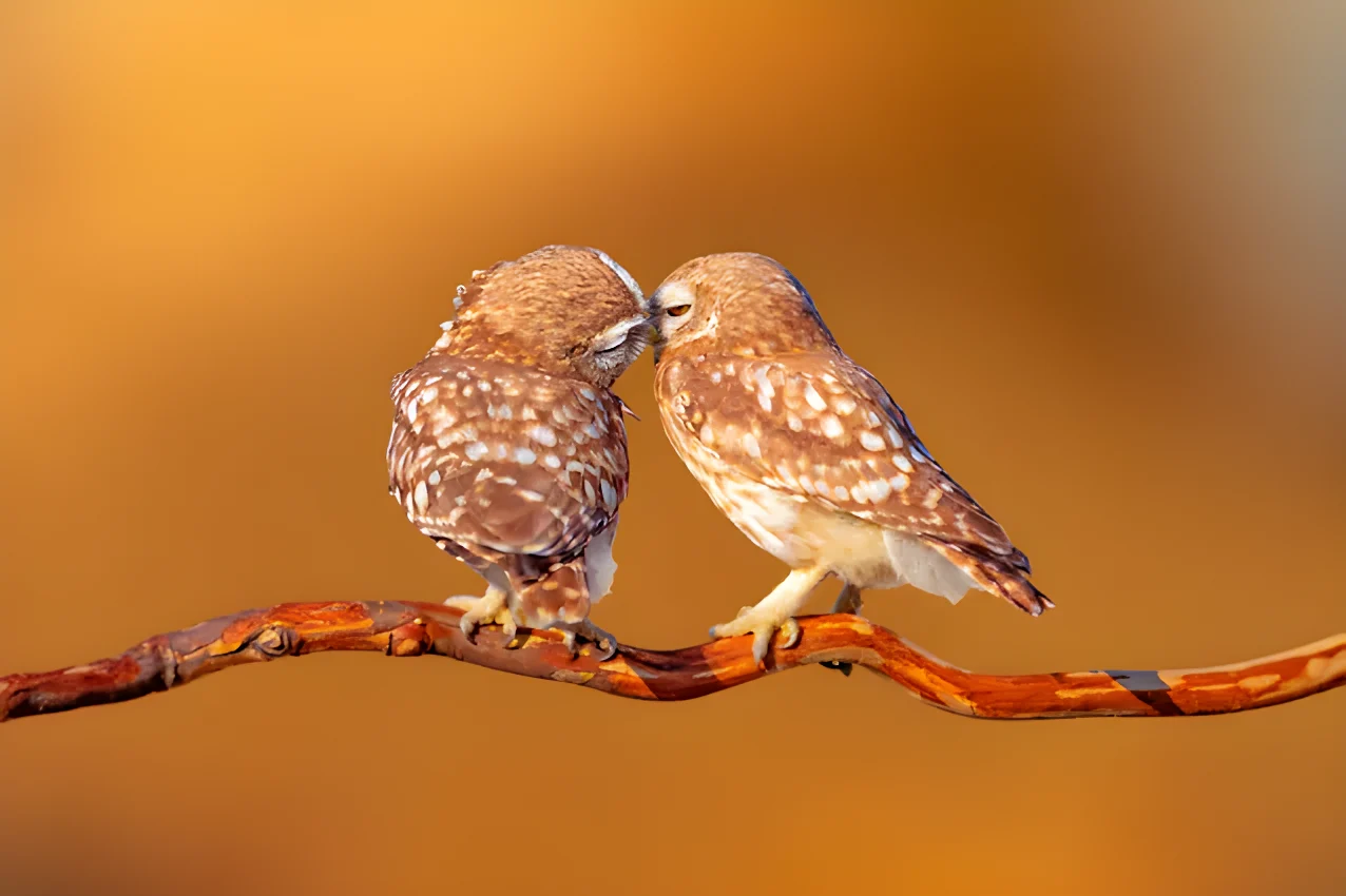 bacio animali