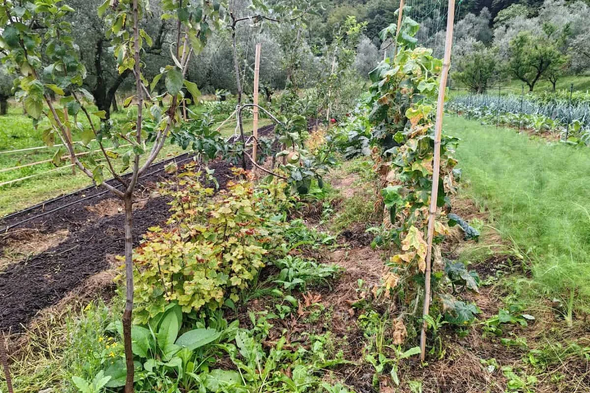 Campo gestito secondo principi di policoltura e agroecologia