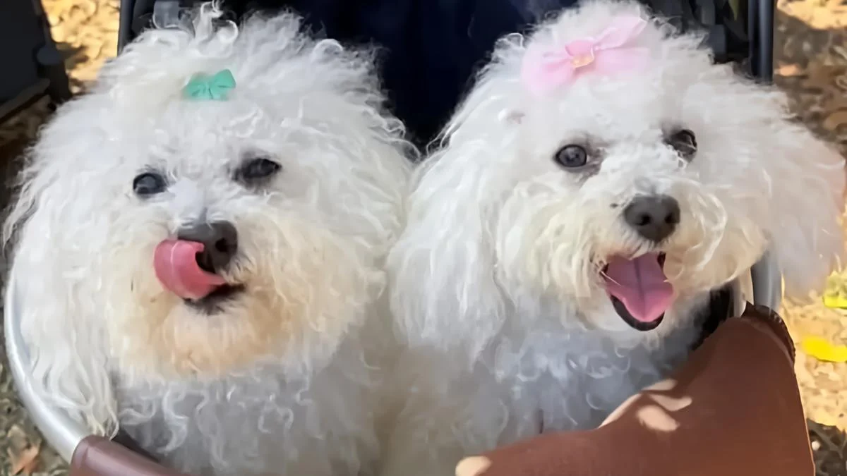 Cane Bolognese: la razza italiana da 4 kg amata dai Medici e ritratta da Tiziano e Goya