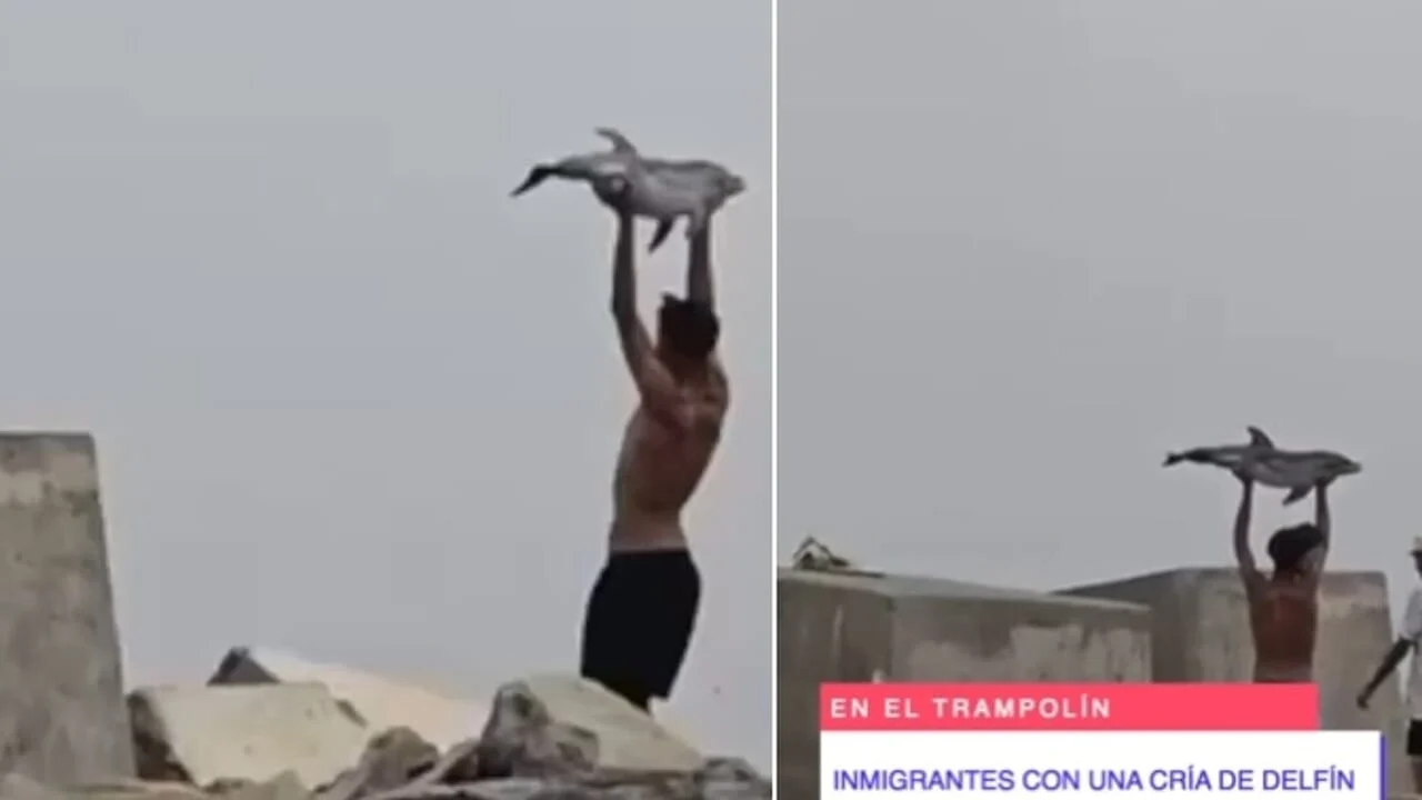 Ceuta, cucciolo di delfino ucciso a bastonate ed esibito sulla spiaggia del Trampolín