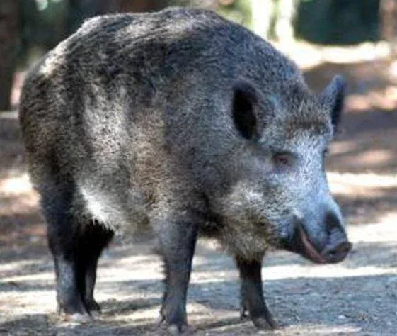 Cinghiale invade la provinciale nel Mugello: tre auto coinvolte e quattro feriti a Vicchio