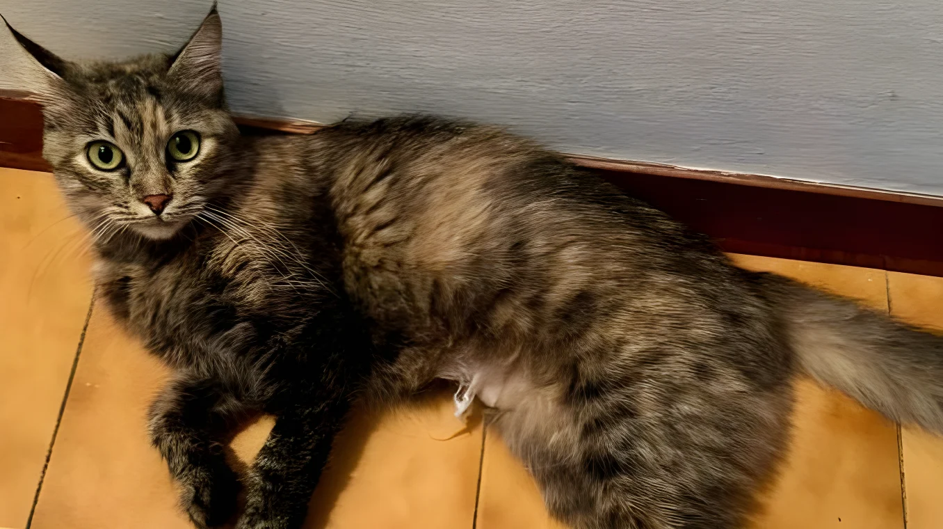Cleo
