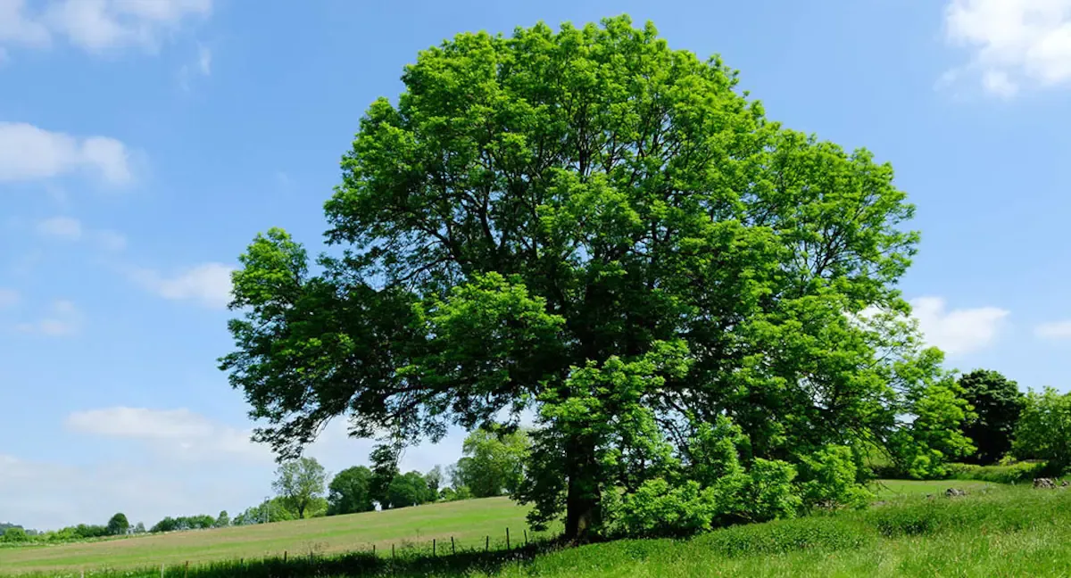 Come coltivare l'albero di pistacchio: ogni quanto annaffiare e primi frutti