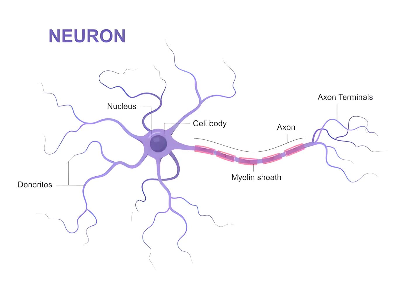 connessioni neuronali