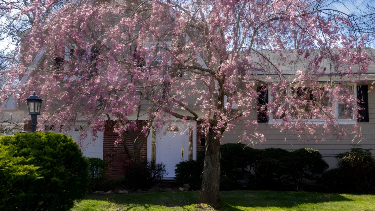 Alberi da ombra per il giardino: come abbassare la temperatura fino a 1,6 °C