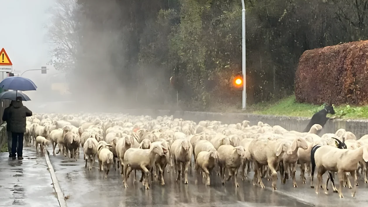 Allarme tra i pastori veneti: il nuovo bolo ruminale provoca una mortalità fino al 35% negli ovini