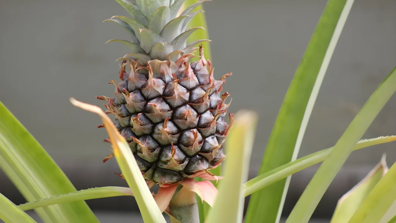 Ananas, bromelina e colesterolo: 3 falsi miti analizzati dalla scienza