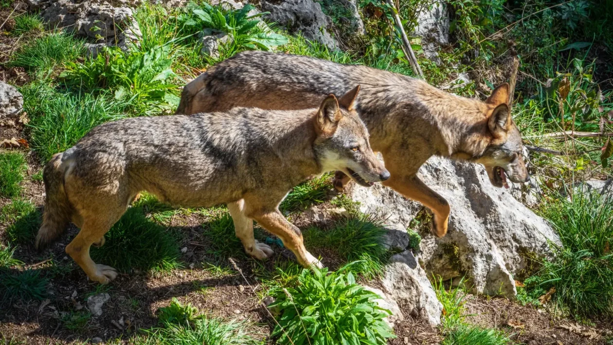 Attacchi di lupi all'uomo in Italia: 7 casi dal 2016 e le regole ISPRA di sicurezza