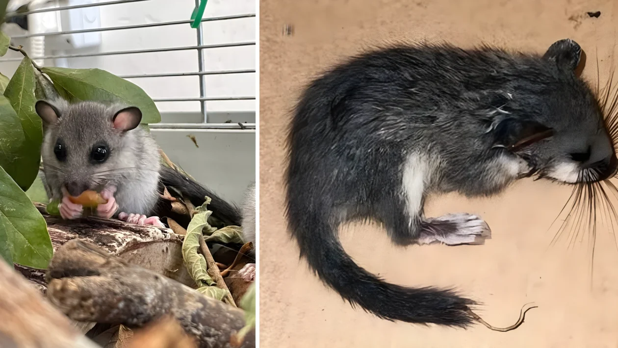 Belluno, 400 incidenti con animali all'anno ma il Cras resta vuoto: il caso del ghiro a San Gregorio