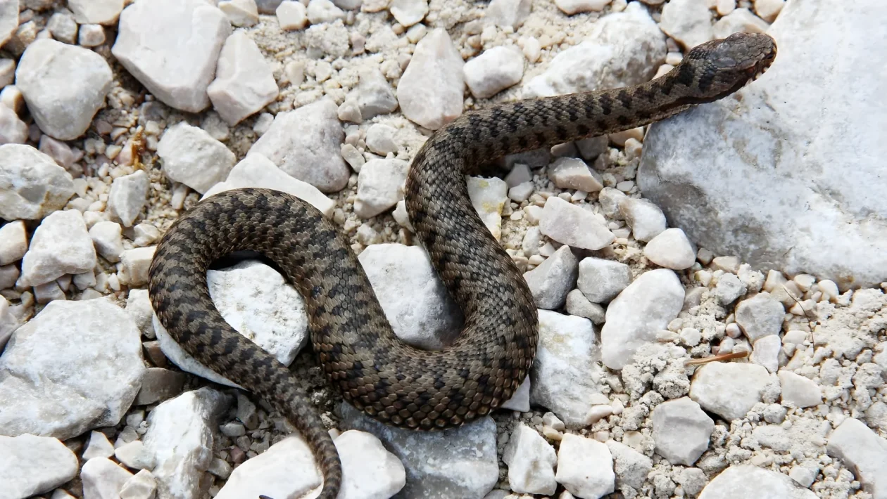 Bimbo di 5 anni morso da una vipera a Oliveto Citra: trasferito d'urgenza al Santobono