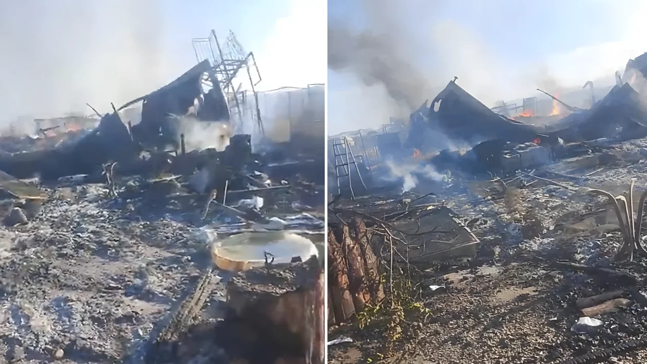 Cirò Marina, raid incendiario all'Oasi Argo: uccisi 6 cani disabili e distrutti 2 furgoni