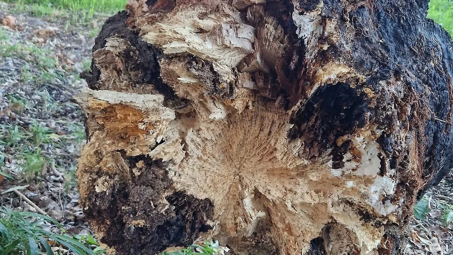 Crollo improvviso a Villa Dezzutti: il Comune abbatte 4 alberi giganti per scongiurare il pericolo