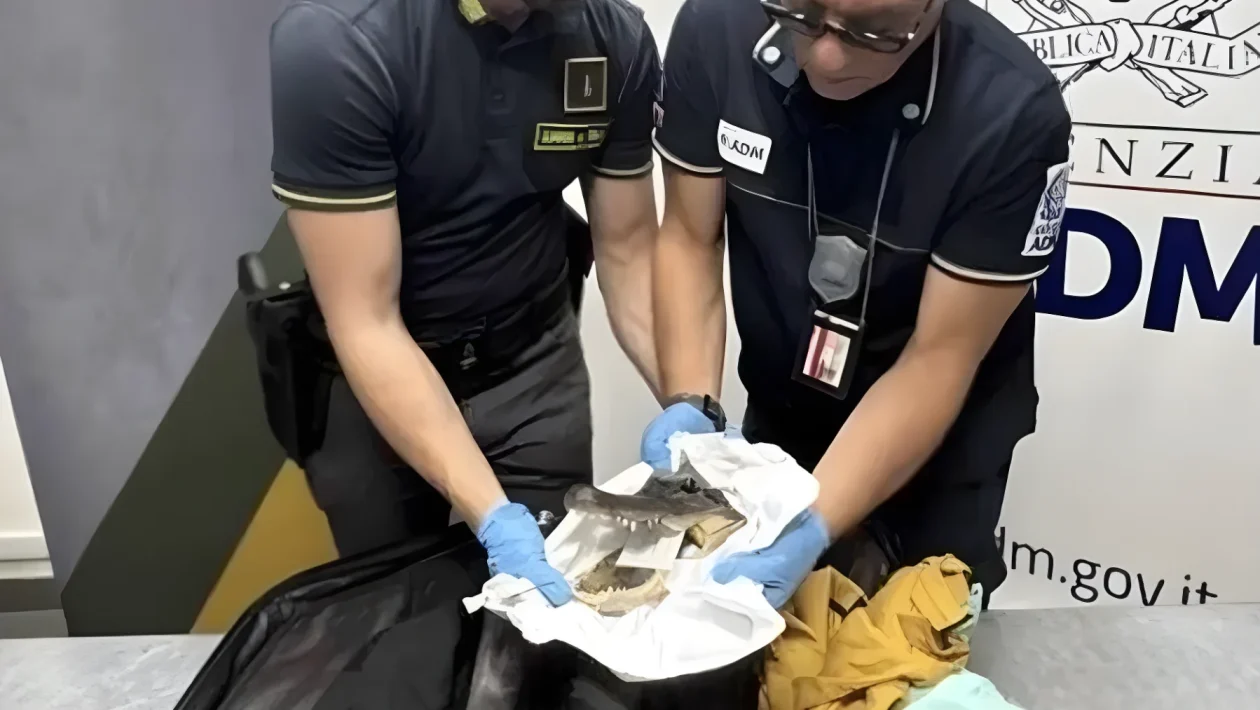 Da Miami a Torino con una testa di coccodrillo in valigia: scatta il sequestro e una multa fino a 200 mila euro