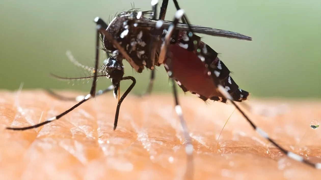 Dengue a Resana: scatta la disinfestazione su 200 metri dopo il quinto caso nella Marca