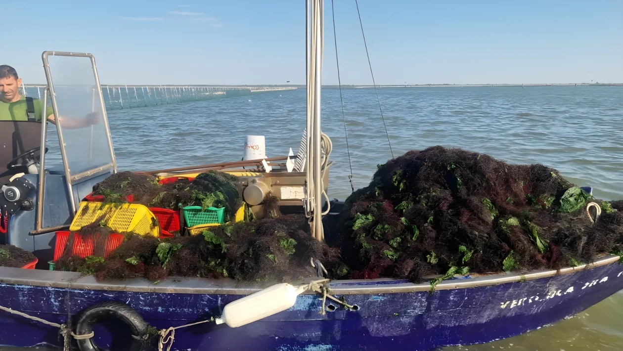 Granchio blu e mucillagini in Veneto: stanziati 1,3 milioni di euro per salvare la pesca