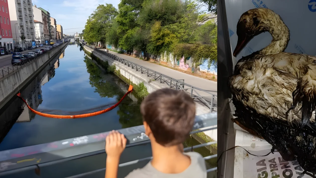 Idrocarburi nel Naviglio Grande: 28 chilometri di chiazza oleosa da Magenta alla Darsena