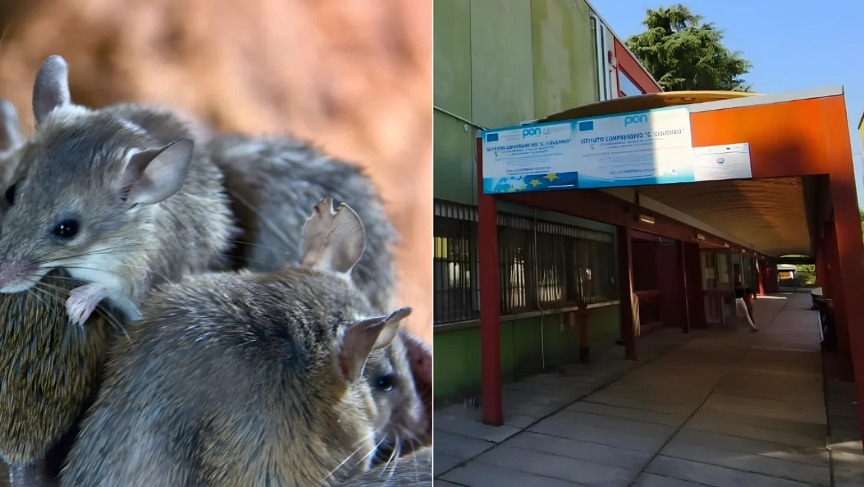 Invasione di ratti alla scuola Colombo di Chirignago: diffida al Comune a pochi giorni dalla prima campanella