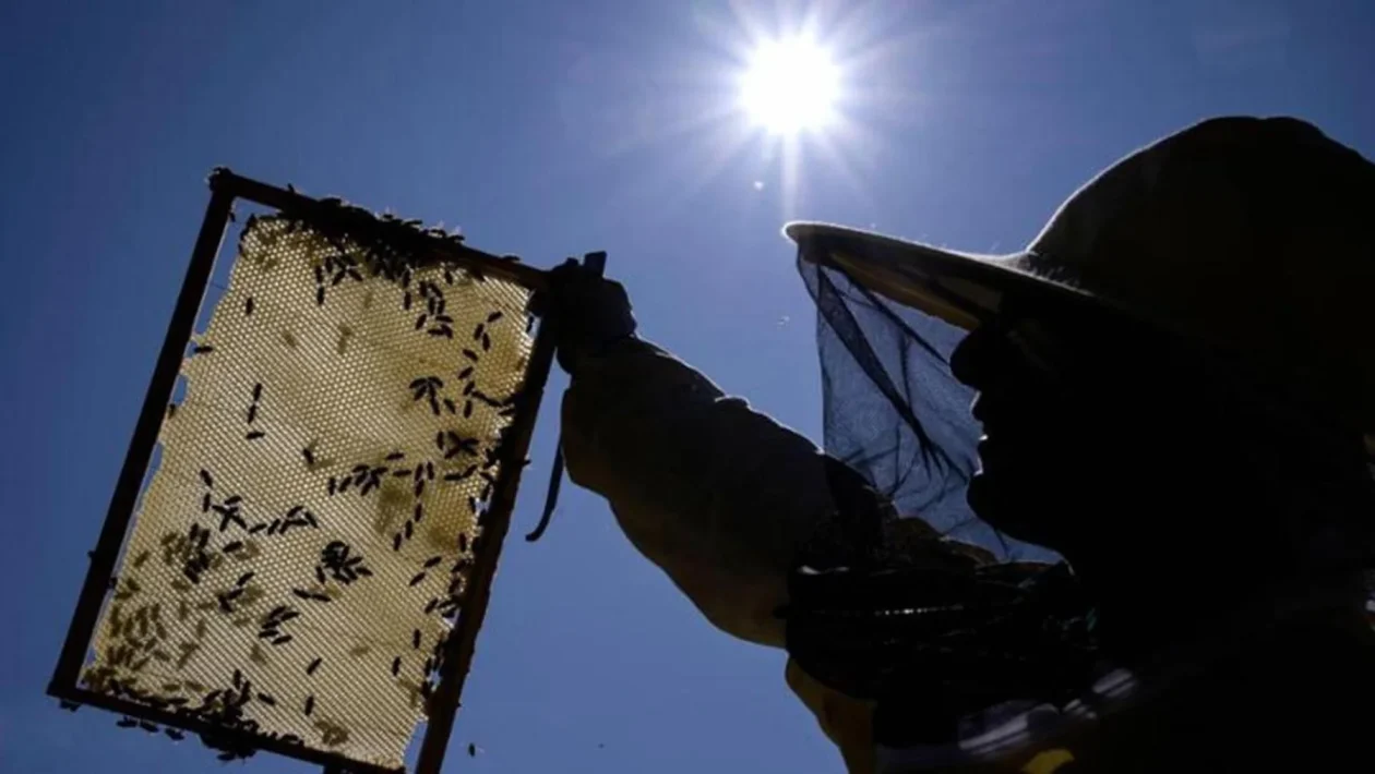 Meteo, fiammata africana fino a 38 °C: quanto durerà e quando caleranno le temperature di 10 gradi