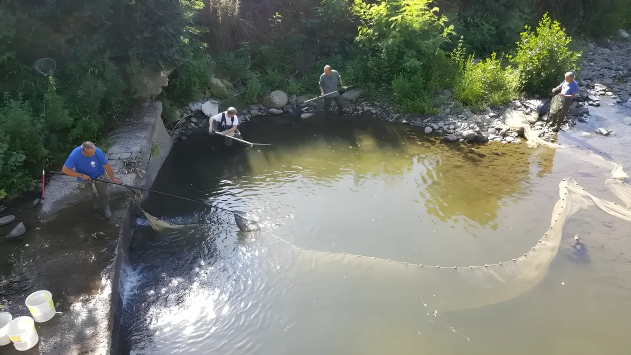 Moria di pesci nel torrente Vacchereccia: il Consorzio Alto Valdarno apre verifiche sui cantieri tra San Giovanni e Cavriglia