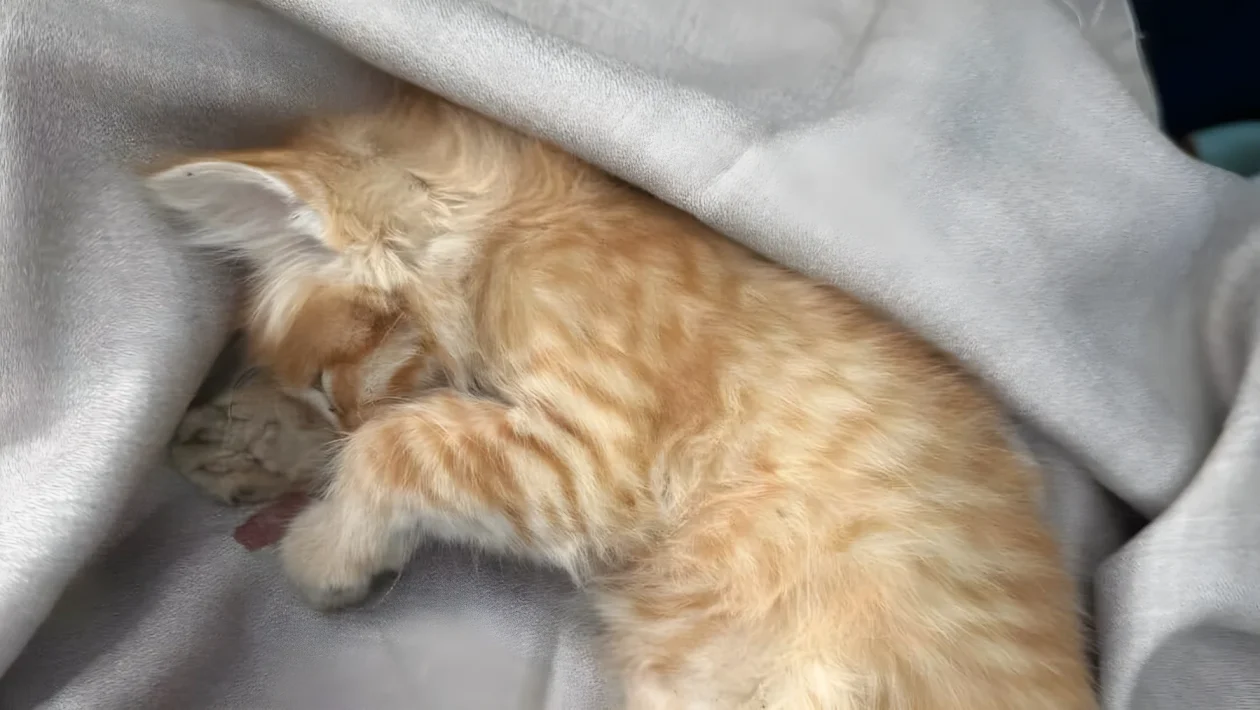 Orrore a Ivrea: gattino di due mesi scaraventato da un’auto in corsa sul ponte Isabella