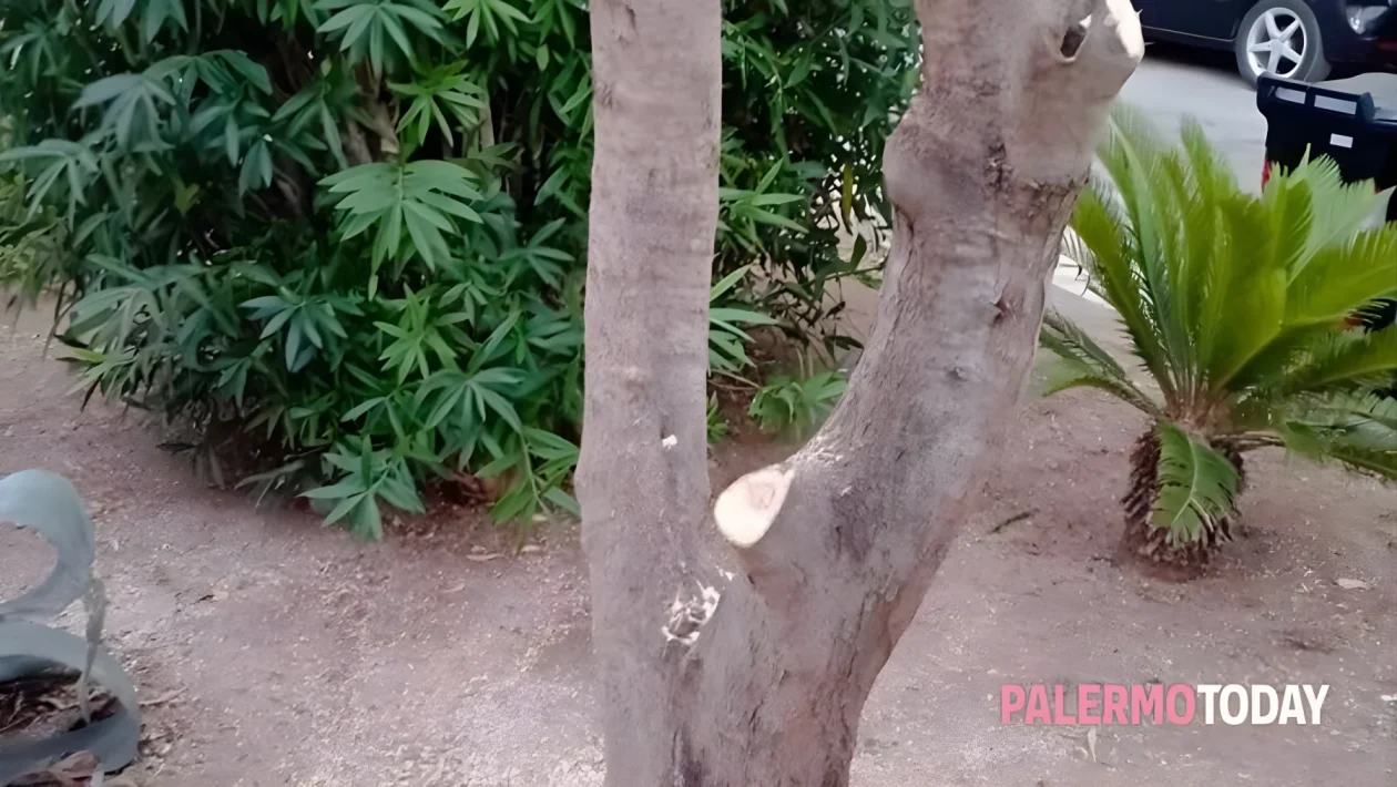 Palermo, ulivo rasato a zero durante la pulizia: scoppia la polemica in piazza della Serenità