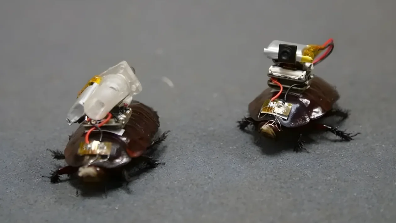 Paraborg: gli scarafaggi cyborg da 40 grammi che iniettano farmaci con successo nel 72% dei test