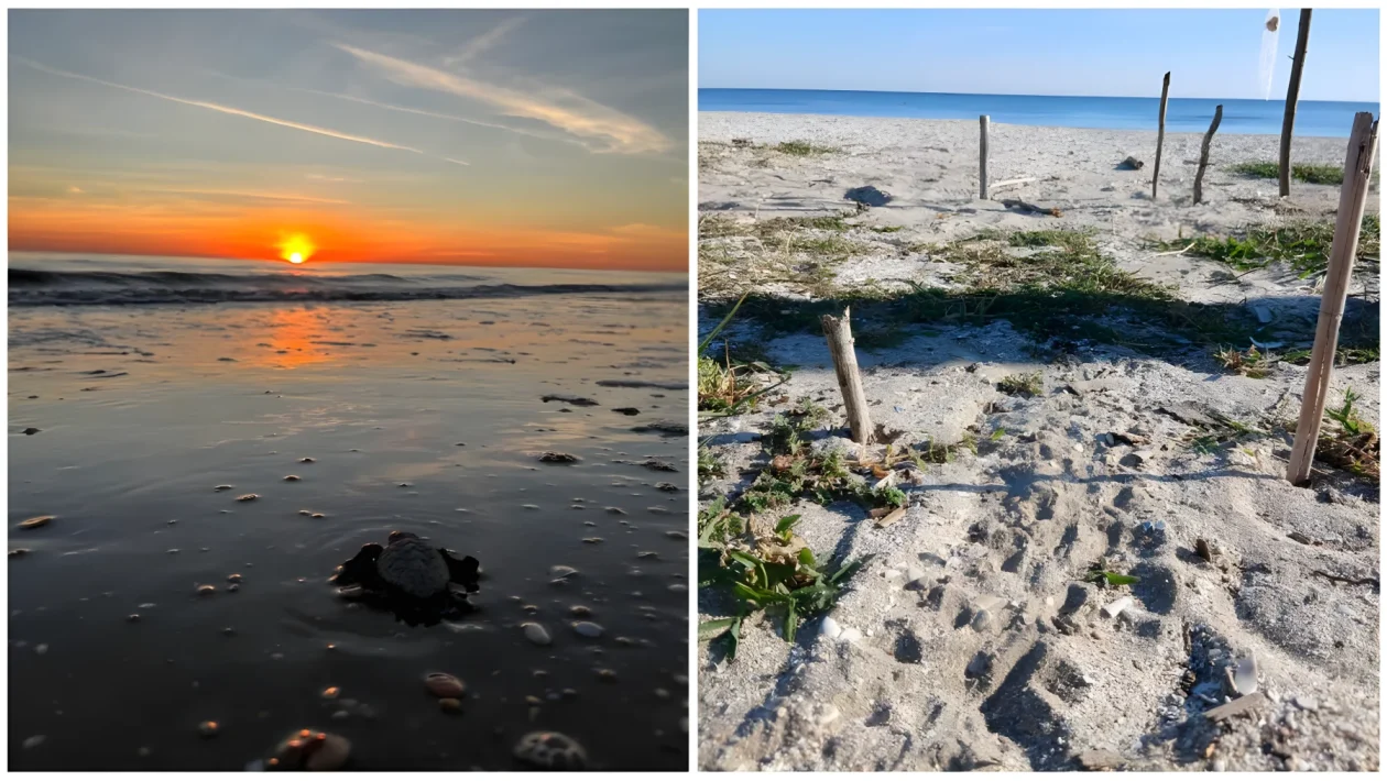 Senigallia, altri 2 piccoli di Caretta caretta raggiungono il mare: scatta la ricerca del nido al Ciarnin