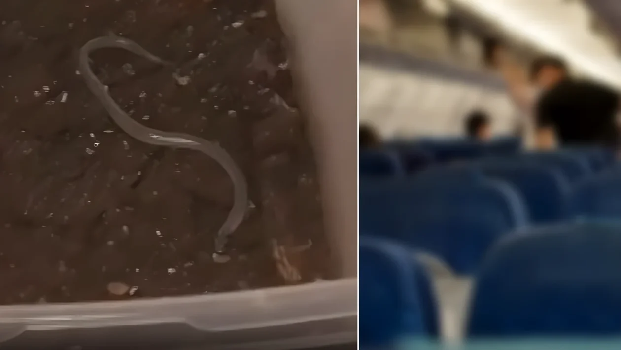 Serpente a bordo del volo Lampedusa-Palermo: è un raro colubro protetto, l'unico in Europa