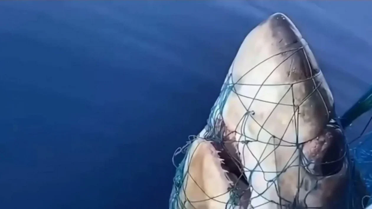 Squalo pescato a 300 metri dalla costa a Catania: non è un grande bianco, ecco di cosa si tratta