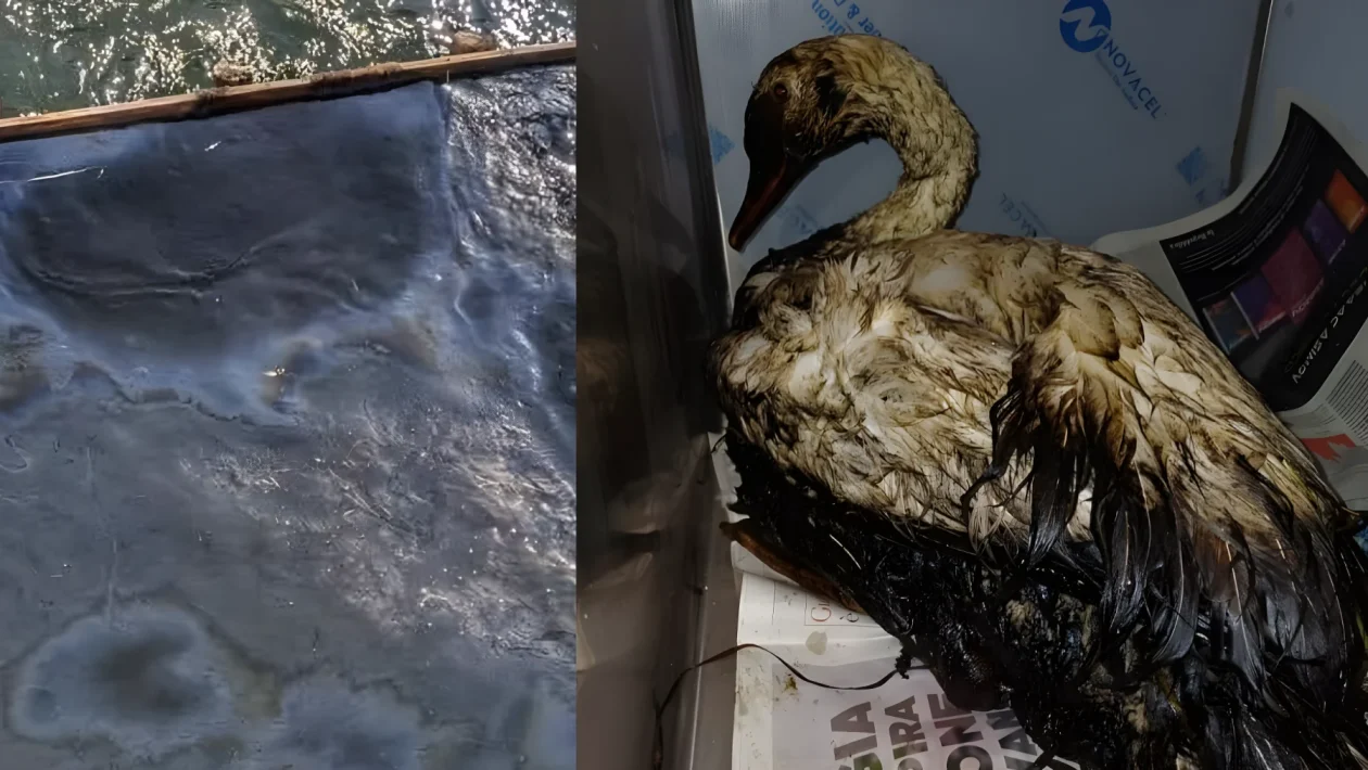Sversamento per 28 km nel Naviglio Grande: cigno coperto di idrocarburi salvato ad Abbiategrasso