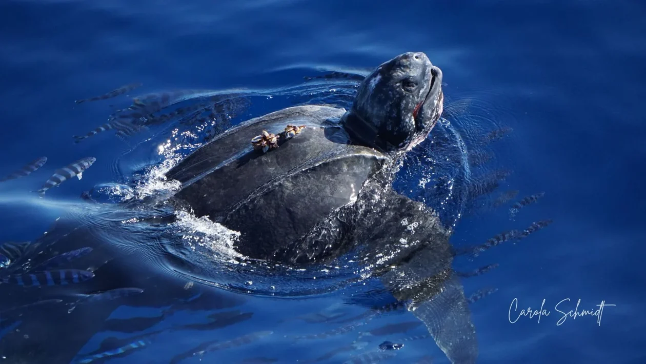 Tartaruga liuto da oltre 400 kg avvistata a 16 miglia da Imperia: incontro da record in Liguria