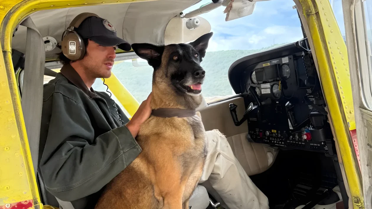 The Dog Stars: i 4 mesi di preparazione e i 3 cani scelti da Ridley Scott per affiancare Jacob Elordi