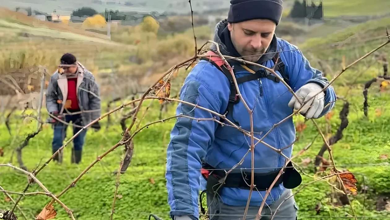 Un Catarratto siciliano da 93 punti a 18 euro: il riscatto firmato Domenico Lombardo