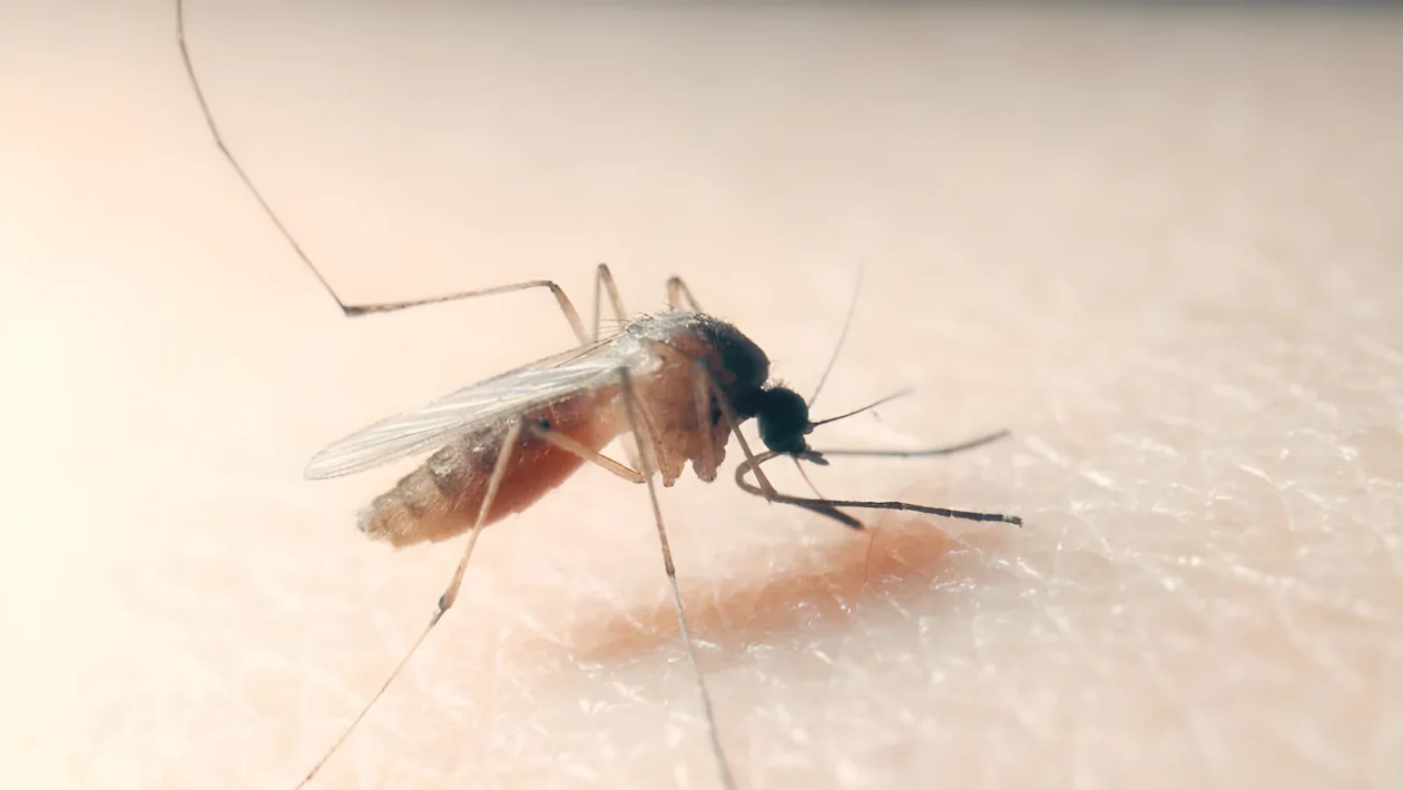 West Nile a Città Sant’Angelo: ragazza ricoverata e disinfestazione totale tra le 23:30 e le 5