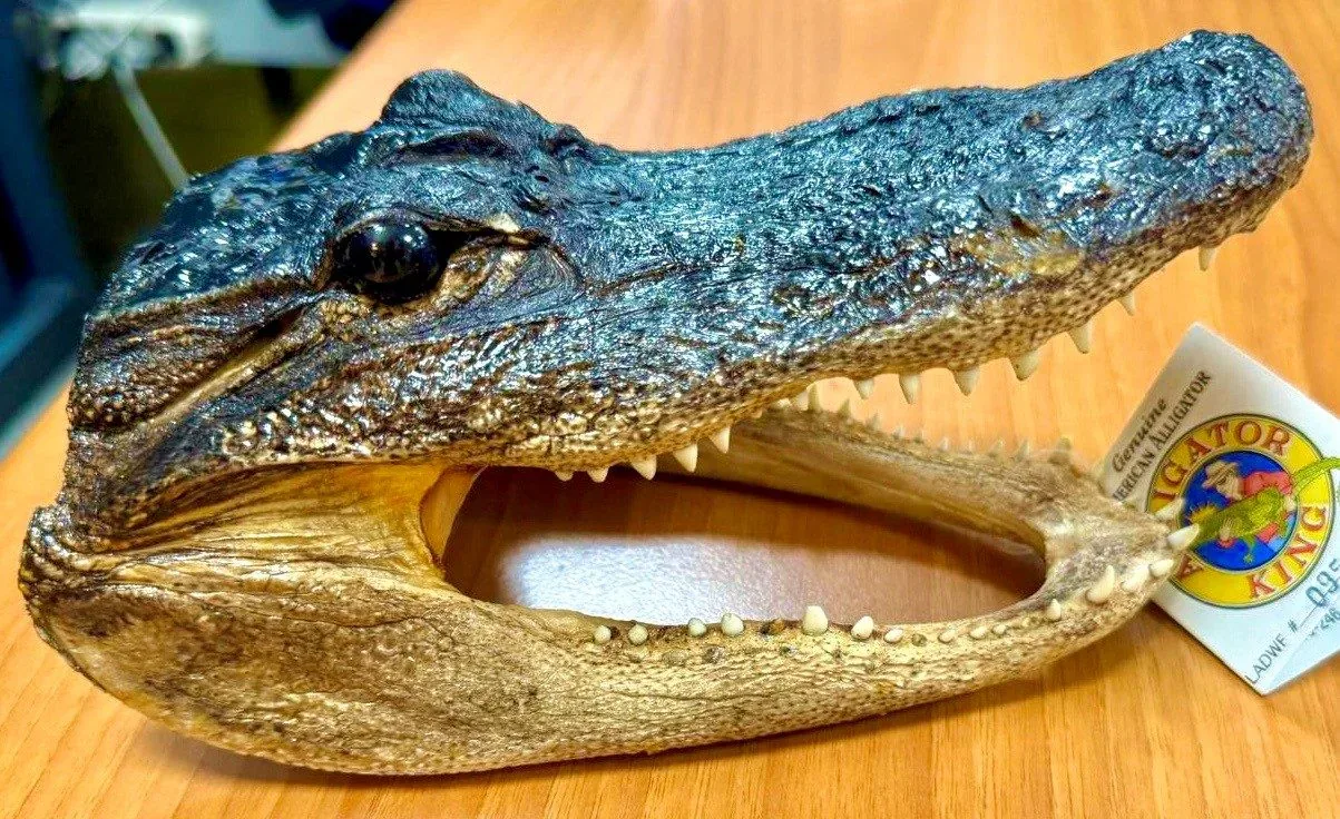 Da Miami a Torino con una testa di coccodrillo nel trolley: maxi sanzione all'aeroporto di Caselle