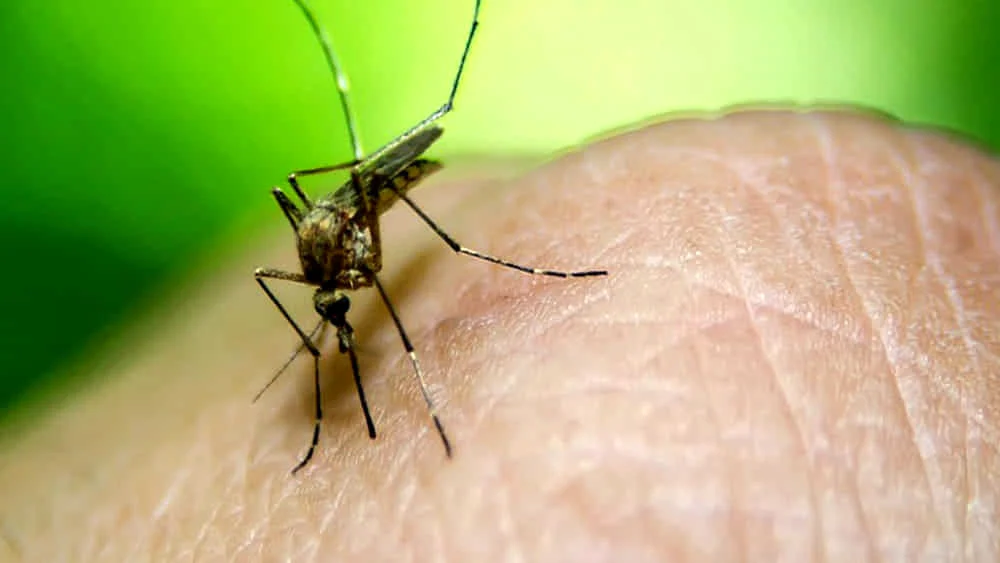 Dengue in Toscana: 10 casi confermati tra Piombino e Baratti, scattano le disinfestazioni