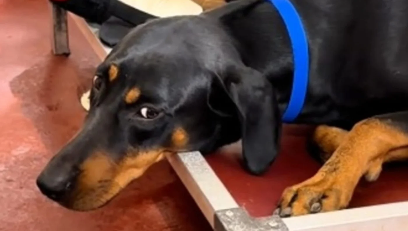 Due volte rifiutato in canile, percorre 1.300 km in auto per adottare il Dobermann Rocky