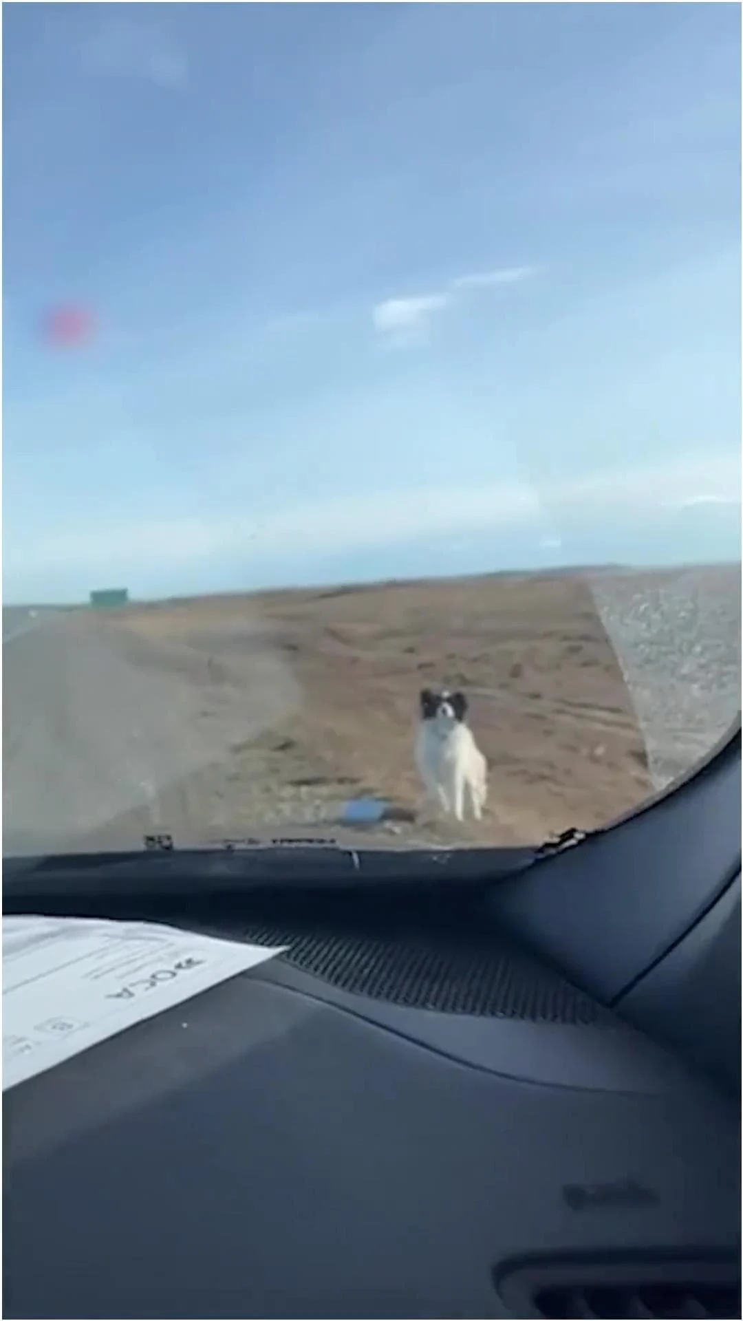 Eduardo Ramírez e la cagnolina Lola salvata lungo la strada
