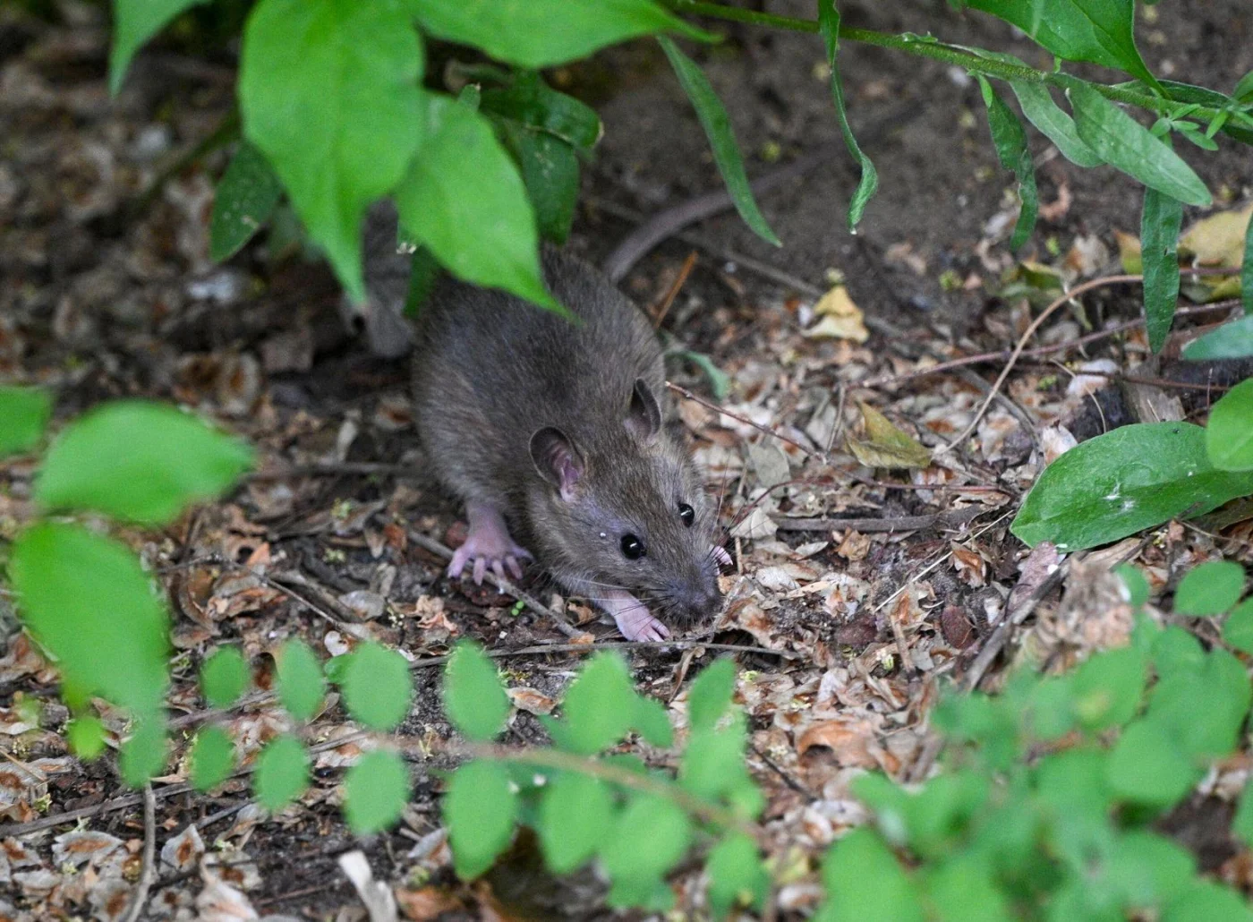 Eine Ratte sitzt in einem Vorgarten