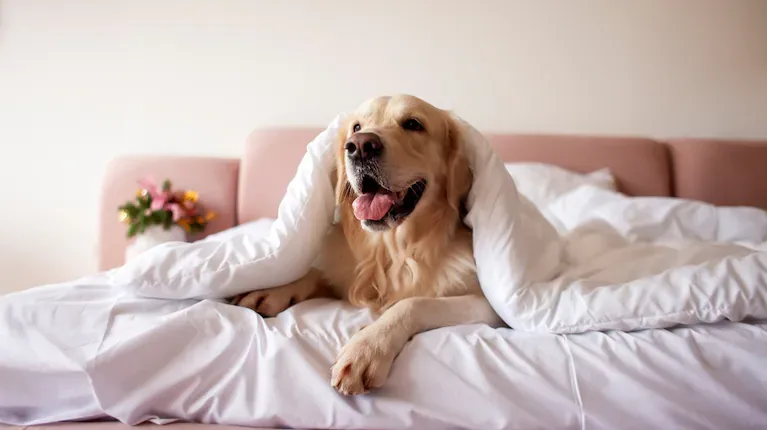El experto aseguró que el perro siempre va a preferir dormir con su dueño. (Foto: Adobe Stock)
