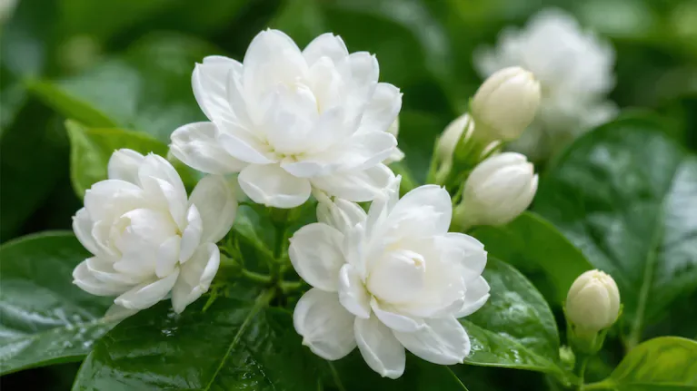 El jazmín es una de las flores más elegidas para decorar casas, patios, balcones y jardines. (Foto: Adobe Stock)